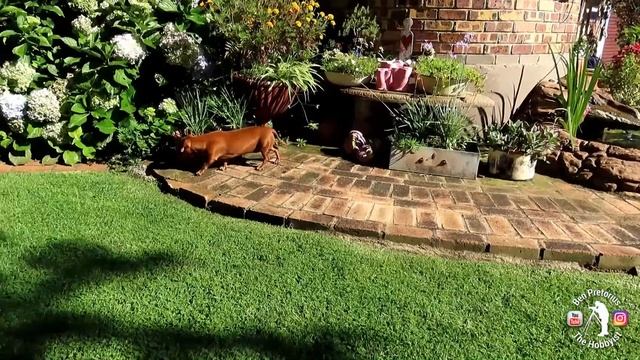 FeiyuTech G6MAX and Canon powershot SX 70 HS test footage смотреть онлайн