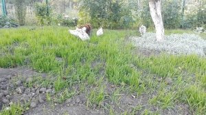 Сколько курица водит цыплят?