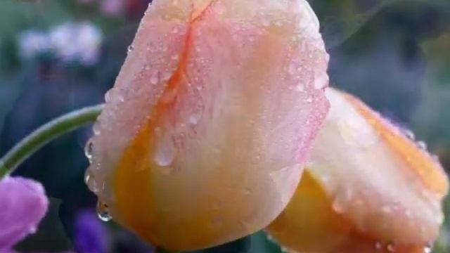 Сад после дождя. Красивые пейзажи. смотреть онлайн