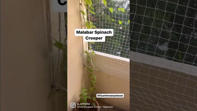 Malabar Spinach (Bachali kura) Harvest - Plant & Creeper