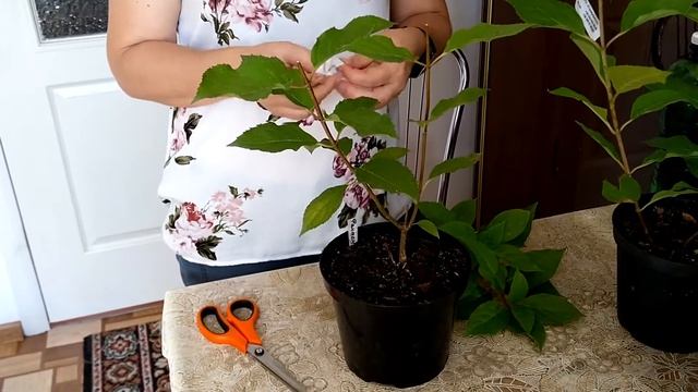 Черенкование метельчатой гортензии и шиловидных флоксов
