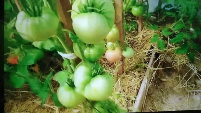 Готовьте сразу ведро для этого томата.Амана Оранж.Коллекционый томат.