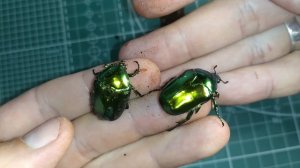 Бронзовка гладкая (Protaetia Speciosissima / Protaetia aeruginosa)