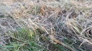 Самодельный мульчер на мини трактор с двигателем 3,8 лошадиных сил