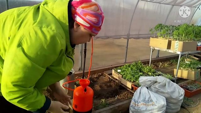 Обработка деревьев. Актара.??❌???