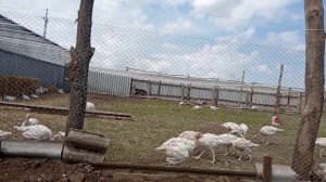 Индюшата Хайбрид Конвертер. Содержание летом.