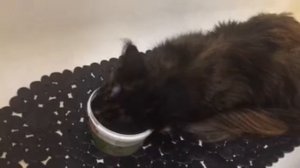 Кошка мейн кун 1.5 года