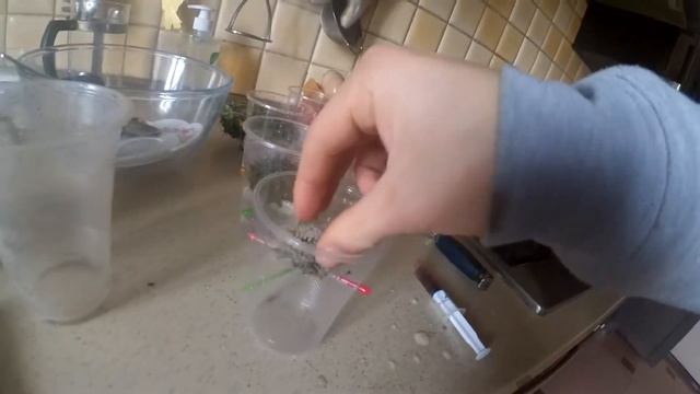 СПАСЕНИЕ КАКТУСОВ. Часть 2 смотреть онлайн