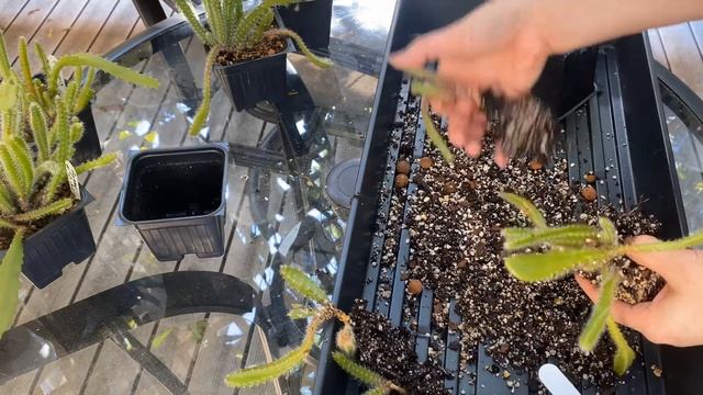 Giving Disocactus hybrid seedlings room to grow смотреть онлайн
