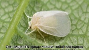 Чем обработать клубнику весной от болезней и вредителей