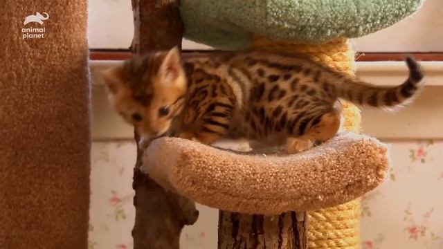 This Is The Most Expensive Cat Breed In The World смотреть онлайн