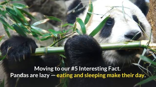 Amazing and Surprising Facts about Panda | The Red Book | Animal Trivia смотреть онлайн