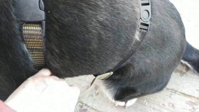 Шлейка, из которой собака точно не вылезет смотреть онлайн