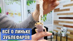 Линька эублефара — Как линяет геккон-эублефар, как помогать при линьке