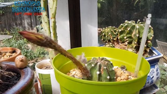 Echinopsis subdenudata - Easter lily cactus