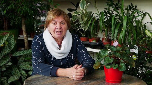 Когда собирать шиповник? ☝ Полезные свойства шиповника ? Обзор hitsadTV смотреть онлайн