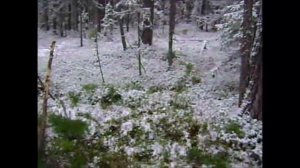 На природе в Коми! (Берлога медведя)