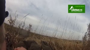 Манок на Серого гуся