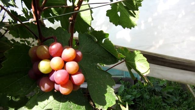 Виноград Красноярска. 2020г. Сергей Будрис. смотреть онлайн