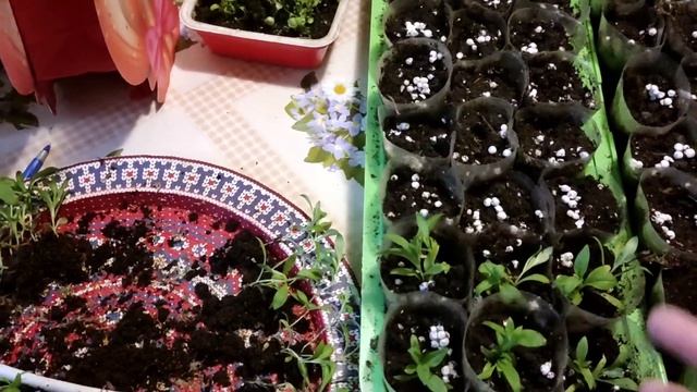 13.03.23.Пикировка лобелии, флокса друмонди. смотреть онлайн