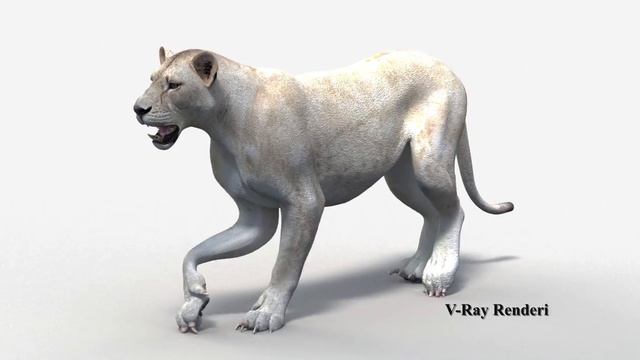 Animated White Lion 3D Model for Download | promax3d.com