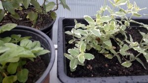 Мята, сорта мяты, размножение.