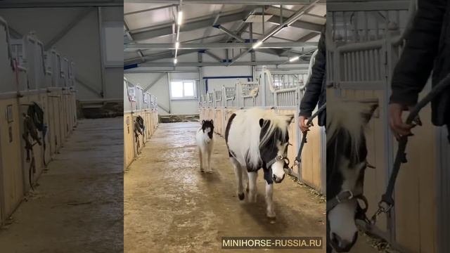 Американская миниатюрная лошадь на продажу голубоглазый мини-люкс сын чемпиона мира смотреть онлайн