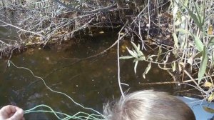 Ловля рака на раколовки. Чеснок, хлеб и рыба(какой результат за сутки в Сибирском озере?).