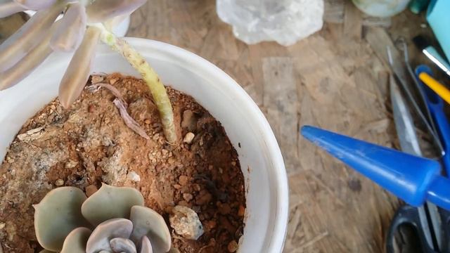 || SUCCULENT FAQ 58 || WHY IS THE BASE OF MY SUCCULENT TURNING DARK ? смотреть онлайн