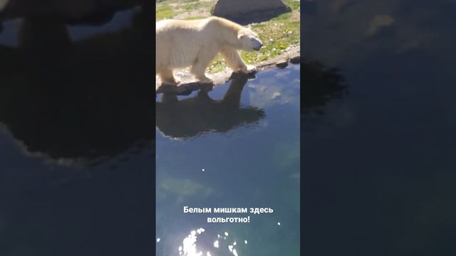 В зоопарке Таллинна у белых медведей . Места много, с Маркушей!