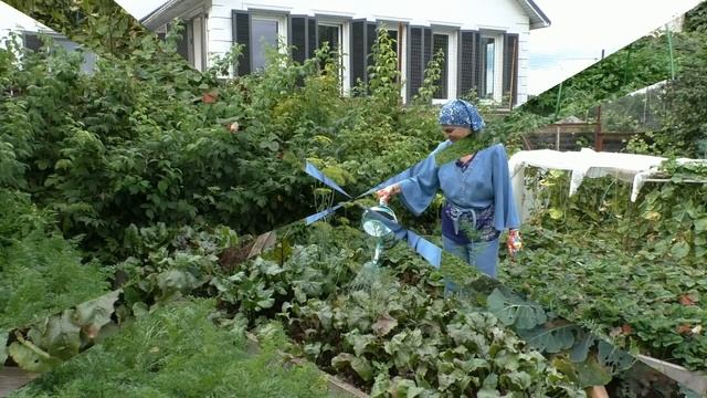 Как вырастить сладкую свёклу смотреть онлайн