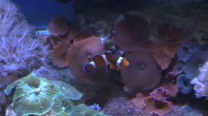 Рыба клоун.