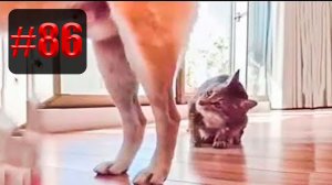 766 секунд Смеха ??  | UNUSUAL MEMES приколы лучшие до слез ?? 2022 Funny cute cats compilation