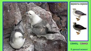 Глупыш. Глупыш