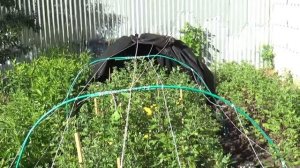 Хризантемы как заставить ее цвести раньше срока