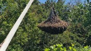Роение Пчёл. Ловлю свой рой пчёл.
