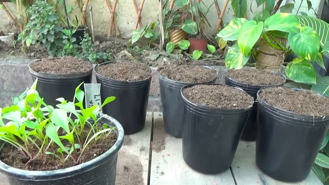 How to Grow dahlia From Seeds | Seedling to Transplanting | 29 Days Result (Urdu/hindi) смотреть онлайн