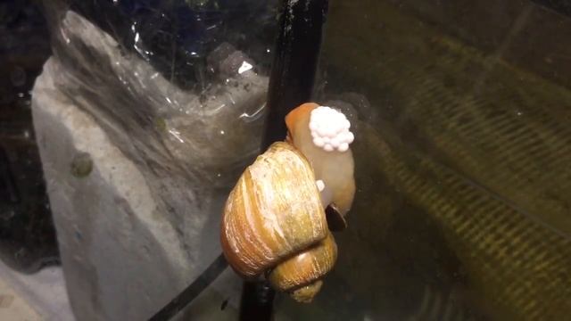 Улитка Ампулярии Кладка яиц улитки смотреть онлайн