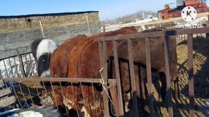 Жизнь в селе#Казахстан#К нам пришла весна.Пополнение прибыло.