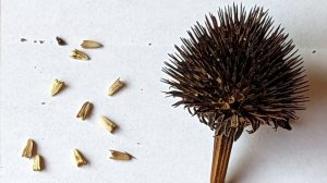 How To Collect Echinacea Seeds 🌱 Harvest Store Save