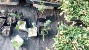 Промежуточные результаты укоренения хвойных.ошибки при черенковании