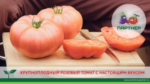 КРУПНОПЛОДНЫЙ РОЗОВЫЙ ТОМАТ С НАСТОЯЩИМ ВКУСОМ – СКВОРЕЦ F1