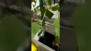 Огурцы Уран и Меренга , 30 дней  05.07.2019.