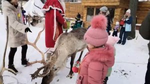 Ах вот они какие северные олени.....feed the deer\ ciervo