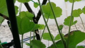 Обрезка пеларгонии розебудной. Пеларгония розебудная в начале января