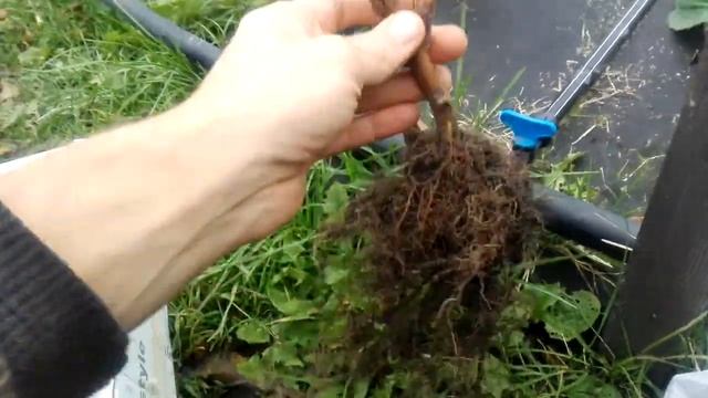 Малина. Сорт Карамелька. Саженцы
