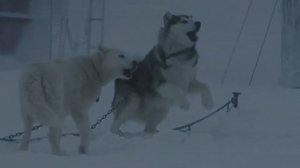 ОТЛИЧНЫЕ ФИЛЬМЫ О ЖИВОТНЫХ