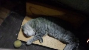 Маркиз спит 200923