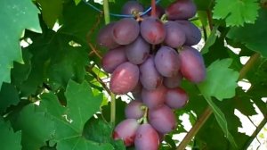 Виноград "Княжна" г.ф. Калугина В.М. 4 августа 2018г.