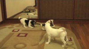 Щенки Джек Рассел и Парсон Рассел терьера